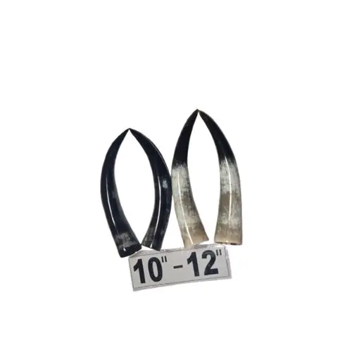 Black and White Paired polished Cow Horn 10" -12"