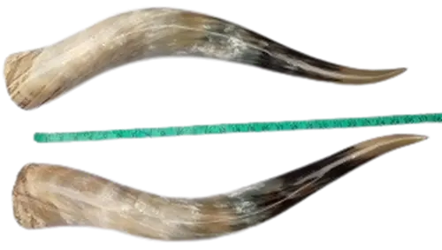 Polished Cow Horns 24-30