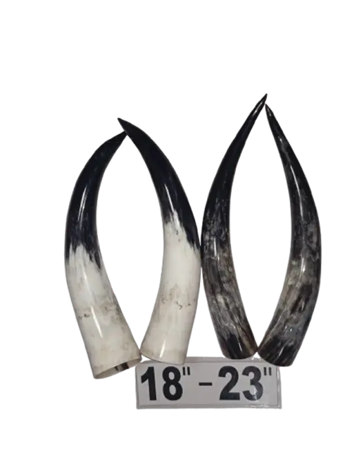 Polished Cow Horns 18-23 inches