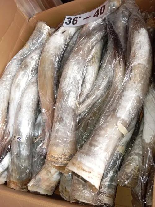 Polished Cow Horn 36''-40''