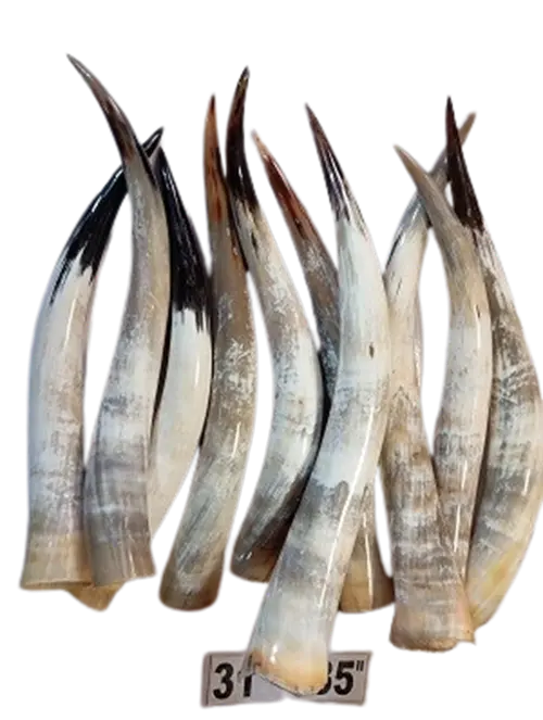 Polished Cow Horn 31-35 inches