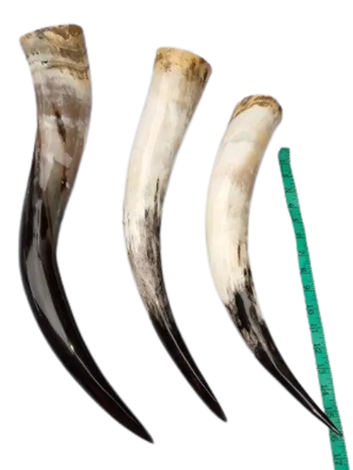 Polished Cow Horn 18-23 inches single