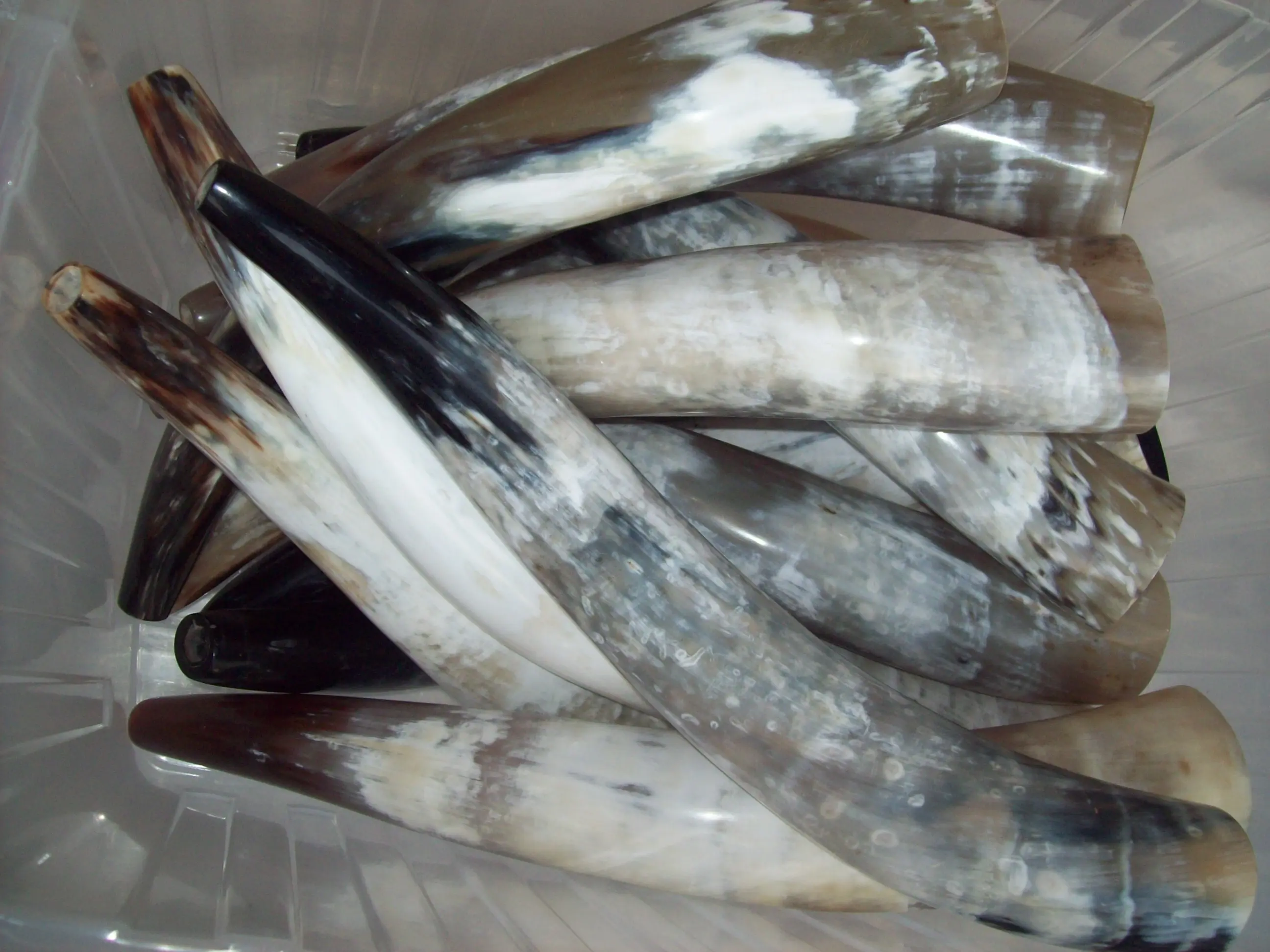 Cow Horn Blowing Flute