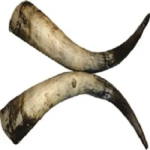 Polished Paired Cow Horn 10-12 inches