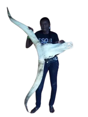 Cow Horn Skull
