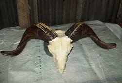 Ram / Sheep Skull